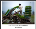 大泽镇“劳动者风采”摄影比赛获奖作品欣赏(19)_在线影展的作品