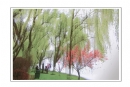 柳强《西湖翠柳四月天》摄影作品欣赏(14)_在线影展的作品