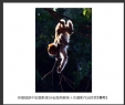 岑锡斌获中国摄影家杂志海南猴岛十杰摄影作品欣赏(11)_在线影展的作品