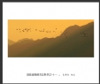 夏章烈“银湖湾候鸟”系列摄影作品欣赏(12)_在线影展的作品