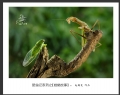 赵国炎“昆虫记系列之[螳螂故事]”微距摄影作品欣赏(9)_在线影展的作品