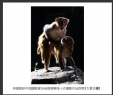 岑锡斌获中国摄影家杂志海南猴岛十杰摄影作品欣赏(12)_在线影展的作品