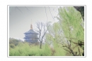 柳强《西湖翠柳四月天》摄影作品欣赏(16)_在线影展的作品