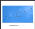 夏章烈“银湖湾候鸟”系列摄影作品欣赏(10)_在线影展的作品