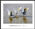 夏章烈“银湖湾候鸟”系列摄影作品欣赏(9)_在线影展的作品