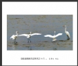 夏章烈“银湖湾候鸟”系列摄影作品欣赏(7)_在线影展的作品