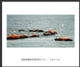 夏章烈“银湖湾候鸟”系列摄影作品欣赏(6)_在线影展的作品