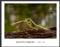 赵国炎“昆虫记系列之[螳螂故事]”微距摄影作品欣赏(3)_在线影展的作品