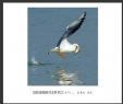 夏章烈“银湖湾候鸟”系列摄影作品欣赏(5)_在线影展的作品