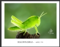 赵国炎“昆虫记”微距摄影作品欣赏(18)_在线影展的作品