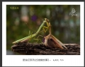 赵国炎“昆虫记系列之[螳螂故事]”微距摄影作品欣赏(2)_在线影展的作品