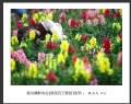 “春游百万葵园”摄影作品欣赏(48)_在线影展的作品