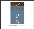 夏章烈“银湖湾候鸟”系列摄影作品欣赏(4)_在线影展的作品