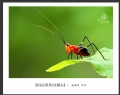 赵国炎“昆虫记”微距摄影作品欣赏(19)_在线影展的作品