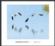 夏章烈“银湖湾候鸟”系列摄影作品欣赏(22)_在线影展的作品