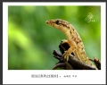 赵国炎“昆虫记”微距摄影作品欣赏(1)_在线影展的作品