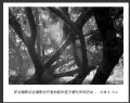 新会摄影协会摄影创作基地睦州莲子塘村采风活动作品欣赏(22)_在线影展的作品
