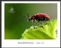 赵国炎“昆虫记”微距摄影作品欣赏(23)_在线影展的作品