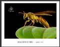 赵国炎“昆虫记”微距摄影作品欣赏(28)_在线影展的作品