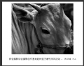 新会摄影协会摄影创作基地睦州莲子塘村采风活动作品欣赏(28)_在线影展的作品
