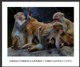岑锡斌获中国摄影家杂志海南猴岛十杰摄影作品欣赏(2)_在线影展的作品