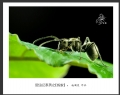 赵国炎“昆虫记”微距摄影作品欣赏(32)_在线影展的作品