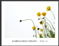 “春游百万葵园”摄影作品欣赏(26)_在线影展的作品