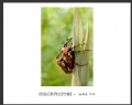 赵国炎“昆虫记”微距摄影作品欣赏(35)_在线影展的作品