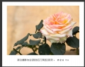 “春游百万葵园”摄影作品欣赏(29)_在线影展的作品