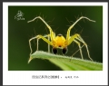 赵国炎“昆虫记”微距摄影作品欣赏(37)_在线影展的作品