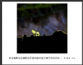 新会摄影协会摄影创作基地睦州莲子塘村采风活动作品欣赏(37)_在线影展的作品