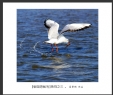 夏章烈“银湖湾候鸟”系列摄影作品欣赏(20)_在线影展的作品