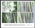 新会摄影协会摄影创作基地睦州莲子塘村采风活动作品欣赏(43)_在线影展的作品