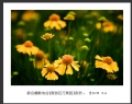 “春游百万葵园”摄影作品欣赏(1)_在线影展的作品