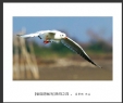 夏章烈“银湖湾候鸟”系列摄影作品欣赏(19)_在线影展的作品