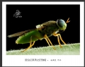 赵国炎“昆虫记”微距摄影作品欣赏(4)_在线影展的作品