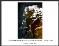 2014届摄影基础班第六次作业（黄姚采风专题）获奖作品欣赏(4)_在线影展的作品