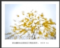 “春游百万葵园”摄影作品欣赏(52)_在线影展的作品