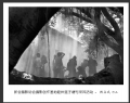 新会摄影协会摄影创作基地睦州莲子塘村采风活动作品欣赏(50)_在线影展的作品