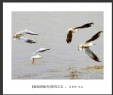 夏章烈“银湖湾候鸟”系列摄影作品欣赏(18)_在线影展的作品