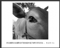 新会摄影协会摄影创作基地睦州莲子塘村采风活动作品欣赏(60)_在线影展的作品