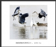 夏章烈“银湖湾候鸟”系列摄影作品欣赏(17)_在线影展的作品