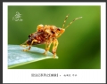 赵国炎“昆虫记”微距摄影作品欣赏(6)_在线影展的作品