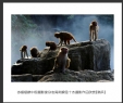 岑锡斌获中国摄影家杂志海南猴岛十杰摄影作品欣赏(7)_在线影展的作品