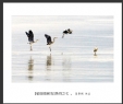 夏章烈“银湖湾候鸟”系列摄影作品欣赏(16)_在线影展的作品