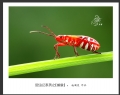 赵国炎“昆虫记”微距摄影作品欣赏(9)_在线影展的作品
