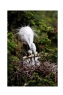 李样尊《象山白鹭》摄影作品欣赏(3)_在线影展的作品