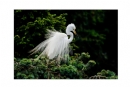 李样尊《象山白鹭》摄影作品欣赏(13)_在线影展的作品