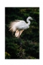 李样尊《象山白鹭》摄影作品欣赏(14)_在线影展的作品