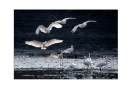 李样尊《银湖鸟影》摄影作品欣赏(5)_在线影展的作品